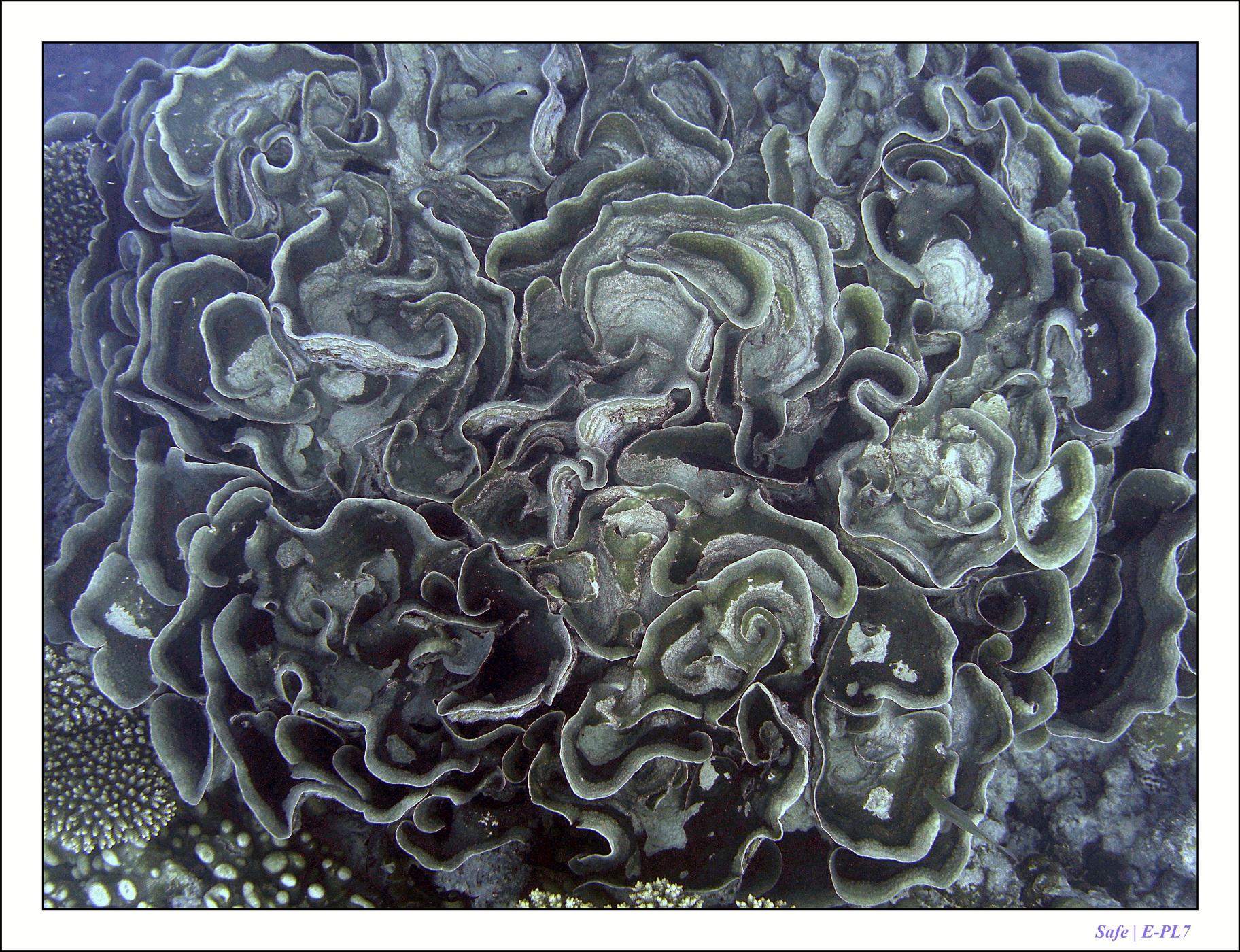 2022 - 07 - snorkeling Maldives - 021